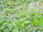 Preview: Alisma plantago - Froschlöffel